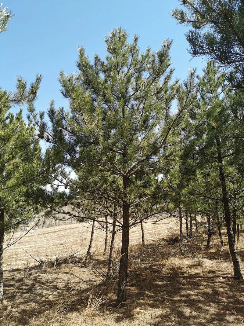 景观松基地：打造城市绿肺的新篇章