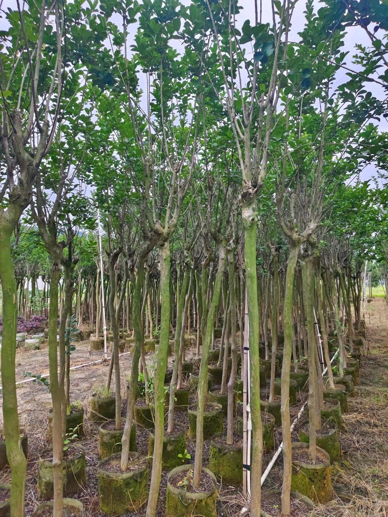 油松选购指南：让绿化更加生动多彩